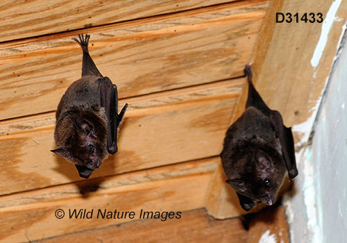 Glossophaga soricina, Pallas's Long-tongued Bat
